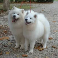 Couple Samoyed Ras rare