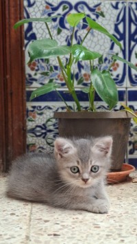 chats-scottish-straight-bordj-el-bahri-alger-algerie