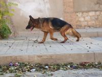 كلب-femelle-berger-allemand-شتوان-تلمسان-الجزائر