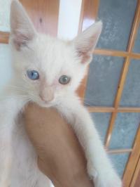 قطة-chat-angora-أولاد-الشبل-الجزائر