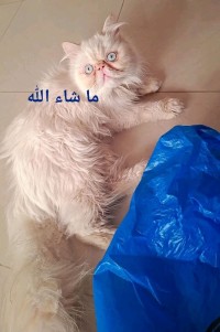 قطة-chat-persan-peke-face-البليدة-الجزائر