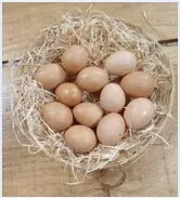 vente d'oeufs Bio. oeuf de poule 