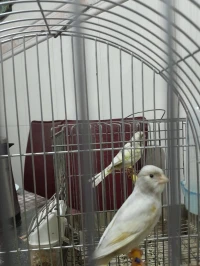 Canari