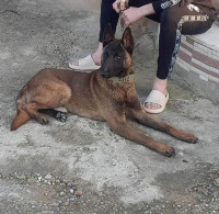 chien-malinois-masque-noir-كلب-مالينو-el-affroun-blida-algerie