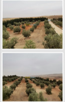 terrain-agricole-vente-sidi-bel-abbes-mostefa-ben-brahim-algerie