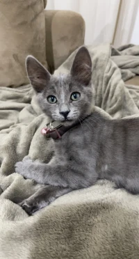 Chaton bleu russe