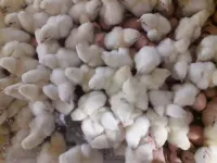 Poussin فلوس كوب أربوراك