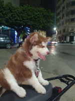 chien-husky-malamute-alger-centre-algerie