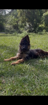 Berger allemand