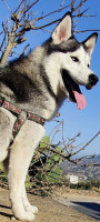 chien-husky-el-flaye-bejaia-algerie