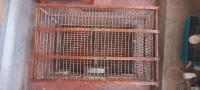 Cage oiseau couplage