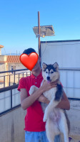 chien-husky-age-de-6-mois-prix-1000-bouzareah-alger-algerie