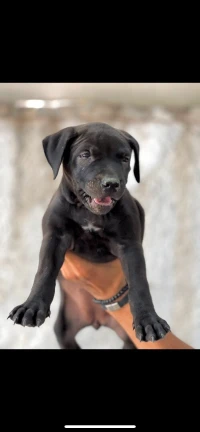 pitbull pur race 