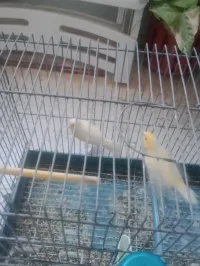 Canari