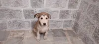 Chiots Husky
