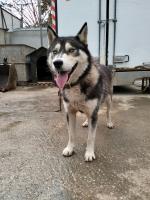 chien-husky-tichy-bejaia-algerie