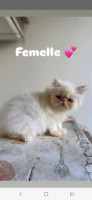 chat-disponible-female-bon-prix-bouzareah-alger-algerie