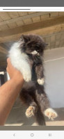 chat-disponible-male-bon-prix-bouzareah-alger-algerie