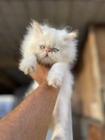 chat-disponible-male-2-mois-bon-prix-bouzareah-alger-algerie