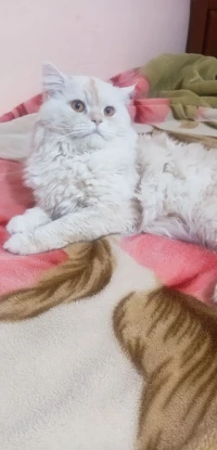 قط شيرازي