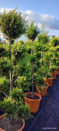 Cyprès leylandii SPIRAL, 3 Boules, PONPON et Thuya occidental سرو لايلاندي لولبي (سيپري سبيرال)