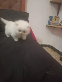 Chat Persan Himalayan 