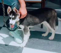 Husky 