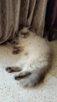 Himalayane bleue point