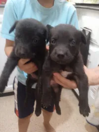 Chiots femelle 