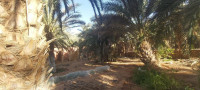 terrain-vente-ghardaia-metlilli-algerie