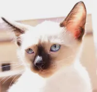 Siamois