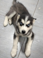 chien-chienne-husky-femelle-sidi-bel-abbes-algerie