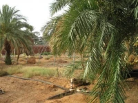 Vente Terrain Adrar Timimoun