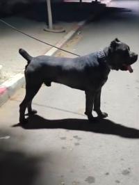 كلاب-cane-corso-درارية-الجزائر
