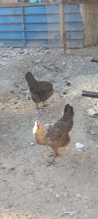دجاج فيومي وعرب