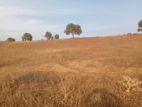 terrain-vente-bouira-el-adjiba-algerie