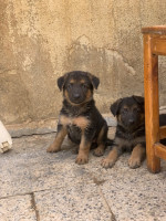 chien-chiot-berger-allemand-pure-race-douera-alger-algerie