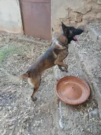 Mal malinois de  2ans 