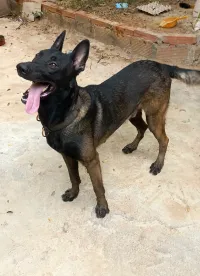 Berger malinois pure race