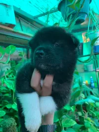 Chiot Akita black 
