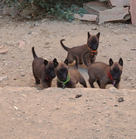 chien-chiots-malinois-reghaia-alger-algerie