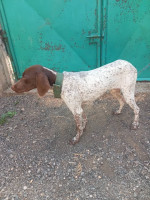 chien-de-chasse-baraki-alger-algerie