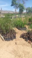 jardinage-بيع-جميع-انواع-الاشجار-و-الشتلات-vente-darbres-et-darbustes-de-toutes-les-varietes-baba-hassen-alger-algerie