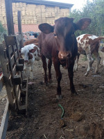 animaux-de-ferme-genisse-10-mois-chorfa-bouira-algerie