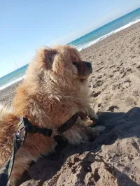 Mâle chow-chow 