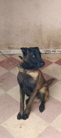 chien-malinois-charbonne-tizi-ouzou-algerie