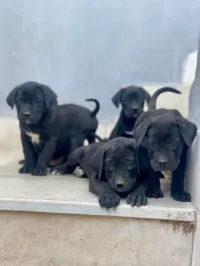Cane corso 