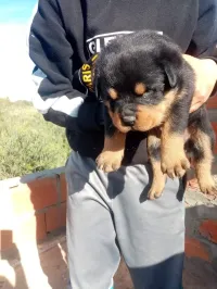 Rottweiler