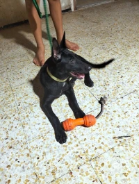 Malinois noir 