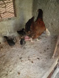 POULES PONDEUSES ET POUSINS HARTANIES (ARABES)